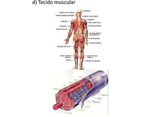 Trabalho Ciências Corpo Humano