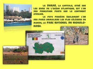 Le DAKAR, la capitale, situé sur
les rives de l'océan Atlantique, est l'un
des principaux ports sur le continent
africain.
        Le pays possède également l'un
des parcs animaliers les plus célèbres du
monde, le PARC NATIONAL DU NIOKOLO-
KOBA.
 