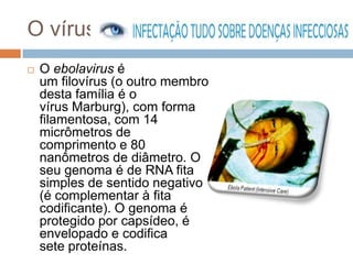 O vírus
   O ebolavirus é
    um filovírus (o outro membro
    desta família é o
    vírus Marburg), com forma
    filamentosa, com 14
    micrômetros de
    comprimento e 80
    nanômetros de diâmetro. O
    seu genoma é de RNA fita
    simples de sentido negativo
    (é complementar à fita
    codificante). O genoma é
    protegido por capsídeo, é
    envelopado e codifica
    sete proteínas.
 