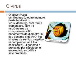 O vírus
   O ebolavirus é
    um filovírus (o outro membro
    desta família é o
    vírus Marburg), com forma
    filamentosa, com 14
    micrômetros de
    comprimento e 80
    nanômetros de diâmetro. O
    seu genoma é de RNA fita
    simples de sentido negativo
    (é complementar à fita
    codificante). O genoma é
    protegido por capsídeo, é
    envelopado e codifica
    sete proteínas.
 