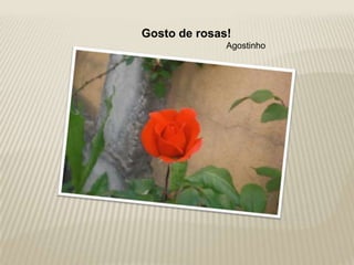 Gosto de rosas!
              Agostinho
 