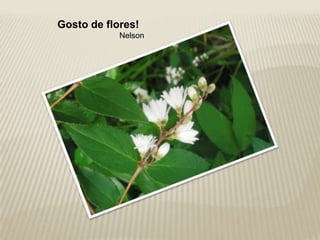 Gosto de flores!
            Nelson
 