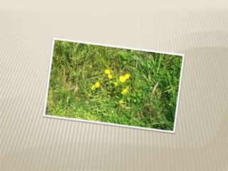 A Primavera na nossa escola