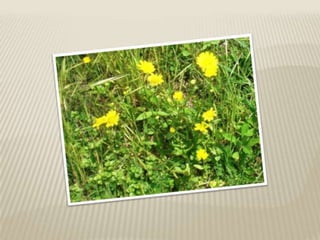 A Primavera na nossa escola