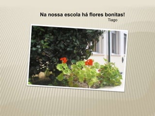 Na nossa escola há flores bonitas!
                           Tiago
 