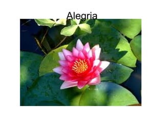 Alegria
 