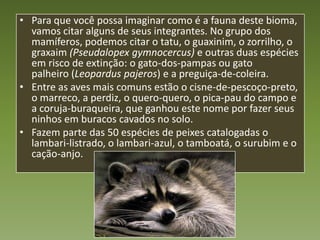• Para que você possa imaginar como é a fauna deste bioma,
  vamos citar alguns de seus integrantes. No grupo dos
  mamíferos, podemos citar o tatu, o guaxinim, o zorrilho, o
  graxaim (Pseudalopex gymnocercus) e outras duas espécies
  em risco de extinção: o gato-dos-pampas ou gato
  palheiro (Leopardus pajeros) e a preguiça-de-coleira.
• Entre as aves mais comuns estão o cisne-de-pescoço-preto,
  o marreco, a perdiz, o quero-quero, o pica-pau do campo e
  a coruja-buraqueira, que ganhou este nome por fazer seus
  ninhos em buracos cavados no solo.
• Fazem parte das 50 espécies de peixes catalogadas o
  lambari-listrado, o lambari-azul, o tamboatá, o surubim e o
  cação-anjo.
 
