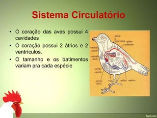 Sistema Circulatório
• O coração das aves possui 4
  cavidades
• O coração possui 2 átrios e 2
  ventrículos.
• O tamanho e os batimentos
  variam pra cada espécie
 