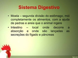 Sistema Digestivo
• Moela – segunda divisão do estômago, mói
  completamente os alimentos, com a ajuda
  de pedras e areia que o animal ingere
• Intestino – local onde decorre a
  absorção e onde são lançadas as
  secreções do fígado e pâncreas
 