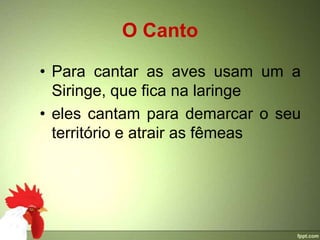 O Canto

• Para cantar as aves usam um a
  Siringe, que fica na laringe
• eles cantam para demarcar o seu
  território e atrair as fêmeas
 
