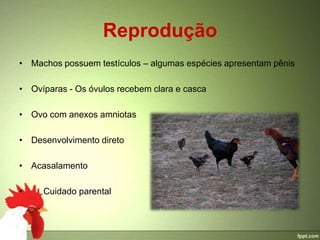 Reprodução
• Machos possuem testículos – algumas espécies apresentam pênis

• Ovíparas - Os óvulos recebem clara e casca

• Ovo com anexos amniotas

• Desenvolvimento direto

• Acasalamento

•    Cuidado parental
 