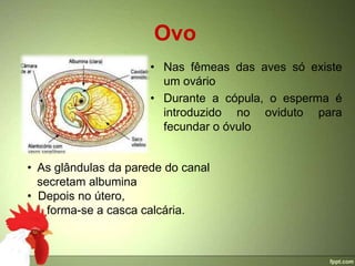 Ovo
                      • Nas fêmeas das aves só existe
                        um ovário
                      • Durante a cópula, o esperma é
                        introduzido no oviduto para
                        fecundar o óvulo


• As glândulas da parede do canal
  secretam albumina
• Depois no útero,
    forma-se a casca calcária.
 