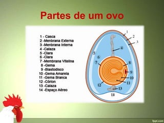 Partes de um ovo
 