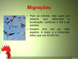 Migrações
• Para se orientar, elas usam um
  sistema     que    determina    a
  localização, conforme o Sol e as
  estrelas
• Existem uma rota pra cada
  espécie. A maior é a trinta-réis-
  ártico que voa 40.000 km.
 