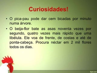 Curiosidades!
• O pica-pau pode dar cem bicadas por minuto
  numa árvore.
• O beija-flor bate as asas noventa vezes por
  segundo, quatro vezes mais rápido que uma
  libélula. Ele voa de frente, de costas e até de
  ponta-cabeça. Procura néctar em 2 mil flores
  todos os dias.
 