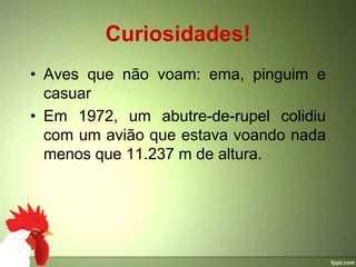 Curiosidades!
• Aves que não voam: ema, pinguim e
  casuar
• Em 1972, um abutre-de-rupel colidiu
  com um avião que estava voando nada
  menos que 11.237 m de altura.
 