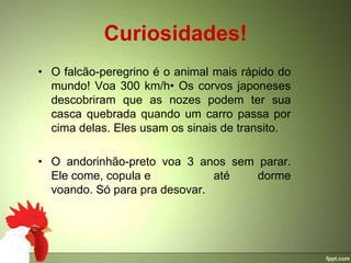 Curiosidades!
• O falcão-peregrino é o animal mais rápido do
  mundo! Voa 300 km/h• Os corvos japoneses
  descobriram que as nozes podem ter sua
  casca quebrada quando um carro passa por
  cima delas. Eles usam os sinais de transito.

• O andorinhão-preto voa 3 anos sem parar.
  Ele come, copula e           até  dorme
  voando. Só para pra desovar.
 