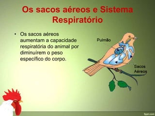 Os sacos aéreos e Sistema
         Respiratório
• Os sacos aéreos
  aumentam a capacidade
  respiratória do animal por
  diminuírem o peso
  específico do corpo.
 