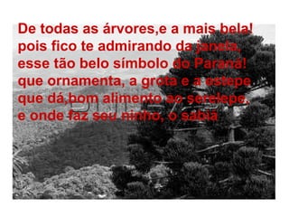 De todas as árvores,e a mais bela!
pois fico te admirando da janela,
esse tão belo símbolo do Paraná!
que ornamenta, a grota e a estepe
que dá,bom alimento ao serelepe,
e onde faz seu ninho, o sabiá.
 