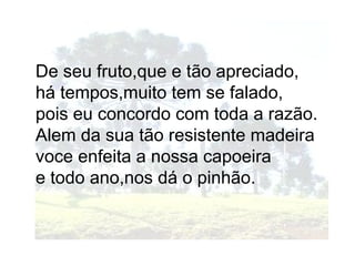 De seu fruto,que e tão apreciado,
há tempos,muito tem se falado,
pois eu concordo com toda a razão.
Alem da sua tão resistente madeira
voce enfeita a nossa capoeira
e todo ano,nos dá o pinhão.
 