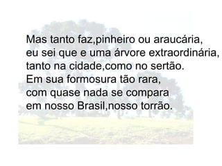 Mas tanto faz,pinheiro ou araucária,
eu sei que e uma árvore extraordinária,
tanto na cidade,como no sertão.
Em sua formosura tão rara,
com quase nada se compara
em nosso Brasil,nosso torrão.
 