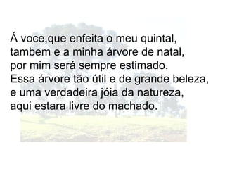 Á voce,que enfeita o meu quintal,
tambem e a minha árvore de natal,
por mim será sempre estimado.
Essa árvore tão útil e de grande beleza,
e uma verdadeira jóia da natureza,
aqui estara livre do machado.
 
