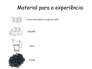 Material para a experiência:

   - Copos descartáveis (copo de café)




   - Algodão




     - Água




     - Feijão
 