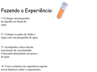 Fazendo a Experiência:
1º-Coloque um pouquinho
de algodão no fundo do
copo.


2º- Coloque os grãos de feijão e
regue com um pouquinho de água.


3º- Acompanhe o dia-a-dia do
nascimento de sua plantinha.
Colocando diariamente um pouco
de água.


4º- Com o relatório de experiência registre
novas hipóteses sobre e experimento.
 