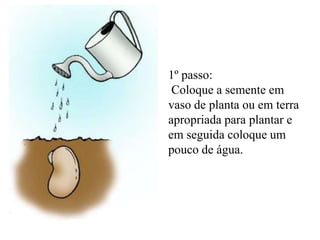 1º passo:
 Coloque a semente em
vaso de planta ou em terra
apropriada para plantar e
em seguida coloque um
pouco de água.
 