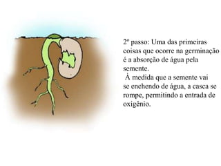 2º passo: Uma das primeiras
coisas que ocorre na germinação
é a absorção de água pela
semente.
 À medida que a semente vai
se enchendo de água, a casca se
rompe, permitindo a entrada de
oxigênio.
 