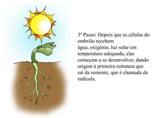 3º Passo: Depois que as células do
embrião recebem
água, oxigênio, luz solar em
temperatura adequada, elas
começam a se desenvolver, dando
origem à primeira estrutura que
sai da semente, que é chamada de
radícula.
 