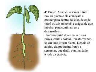 4º Passo: A radícula será a futura
raiz da planta e ela começará a
crescer para dentro do solo, de onde
tirará os sais minerais e a água de que
precisa para continuar a se
desenvolver.
Ela conseguirá desenvolver suas
raízes, caule e folhas, transformando-
se em uma jovem planta. Depois de
adulta, ela produzirá frutos e
sementes, que darão continuidade
à vida da espécie.
 