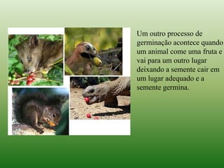 Um outro processo de
germinação acontece quando
um animal come uma fruta e
vai para um outro lugar
deixando a semente cair em
um lugar adequado e a
semente germina.
 