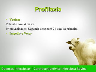 Profilaxia
• Vacinas
Rebanho com 4 meses
Primovacinados: Segunda dose com 21 dias da primeira
• Impedir o Vetor
 
