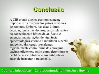 Conclusão
A CIB é uma doença economicamente
importante na maioria dos países criadores
de bovinos. Embora, nas duas últimas
décadas, tenha havido progressos relevantes
no conhecimento básico da M. bovis, é
essencial manter ações de vigilância
epidemiológica visando a monitorar o perfil
antigênico das cepas prevalentes
regionalmente como forma de conseguir
vacinas eficientes, assim como determinar o
perfil de susceptibilidade aos antibióticos
antes de instaurar o tratamento.
 