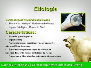 Etiologia
Ceratoconjuntivite Infecciosa Bovina
• Sinonímia: “pinkeye”, lágrima e olho branco
• Agente Etiológico: Moxarella Bovis

Características:
•  Bactéria gram-negativa;
•  Diplobacilar;
•  Apresenta formas hemilíticas (meses quentes) e
não hemilíticas (inverno);
• Único microorganismo capaz de reproduzir
a doença de acordo com os postulados de Koch;
• Amplamente disseminada e extremamente contagiosa;
 