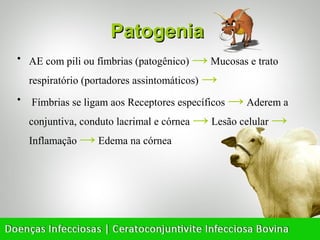 Patogenia
• AE com pili ou fímbrias (patogênico) → Mucosas e trato

    respiratório (portadores assintomáticos) →
•   Fímbrias se ligam aos Receptores específicos → Aderem a
    conjuntiva, conduto lacrimal e córnea → Lesão celular →
    Inflamação → Edema na córnea
 