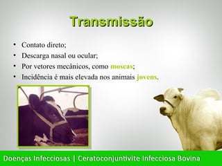 Transmissão
•   Contato direto;
•   Descarga nasal ou ocular;
•   Por vetores mecânicos, como moscas;
•   Incidência é mais elevada nos animais jovens.
 