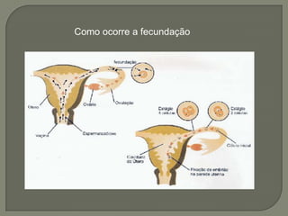 Como ocorre a fecundação
 