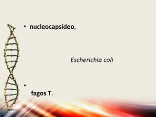 • nucleocapsídeo,



               Escherichia coli


•
    fagos T.
 