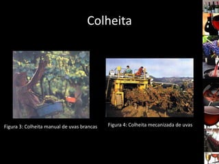 Colheita
Figura 3: Colheita manual de uvas brancas Figura 4: Colheita mecanizada de uvas
 