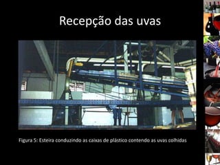 Recepção das uvas
Figura 5: Esteira conduzindo as caixas de plástico contendo as uvas colhidas
 