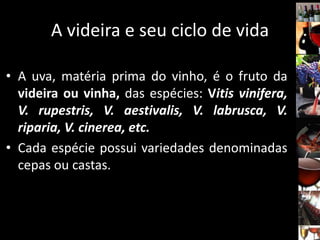A videira e seu ciclo de vida
• A uva, matéria prima do vinho, é o fruto da
videira ou vinha, das espécies: Vitis vinifera,
V. rupestris, V. aestivalis, V. labrusca, V.
riparia, V. cinerea, etc.
• Cada espécie possui variedades denominadas
cepas ou castas.
 