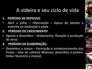 1. PERÍODO DE REPOUSO
• Abril a julho – Hibernação – época de plantio e
enxertia ou adubação e poda.
2. PERÍODO DE CRESCIMENTO
• Agosto a dezembro – brotamento, floração e produção
de seiva.
3. PERÍODO DE ELABORAÇÃO
• Dezembro a março – Formação e amadurecimento dos
frutos – fase de colheita (Brancas: dezembro a janeiro;
tintas: fevereiro a março).
A videira e seu ciclo de vida
 