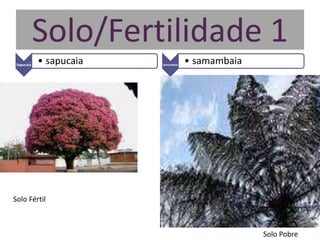 Solo/Fertilidade 1
Sapucaia
• sapucaia Samambaia
• samambaia
Solo Fértil
Solo Pobre
 