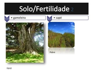 2
Gameleira
• gameleira Sapésapé
• sapé
Fértil
Pobre
 