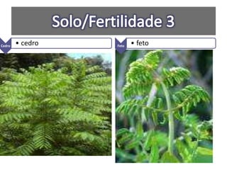 Cedro • cedro Feto • feto
 