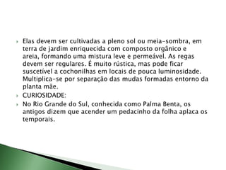  Elas devem ser cultivadas a pleno sol ou meia-sombra, em
terra de jardim enriquecida com composto orgânico e
areia, formando uma mistura leve e permeável. As regas
devem ser regulares. É muito rústica, mas pode ficar
suscetível a cochonilhas em locais de pouca luminosidade.
Multiplica-se por separação das mudas formadas entorno da
planta mãe.
 CURIOSIDADE:
 No Rio Grande do Sul, conhecida como Palma Benta, os
antigos dizem que acender um pedacinho da folha aplaca os
temporais.
 