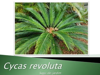 Cycas revoluta
Sagu-de-jardim
 