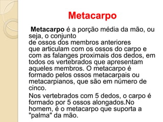 Metacarpo
Metacarpo é a porção média da mão, ou
seja, o conjunto
de ossos dos membros anteriores
que articulam com os ossos do carpo e
com as falanges proximais dos dedos, em
todos os vertebrados que apresentam
aqueles membros. O metacarpo é
formado pelos ossos metacarpais ou
metacarpianos, que são em número de
cinco.
Nos vertebrados com 5 dedos, o carpo é
formado por 5 ossos alongados.No
homem, é o metacarpo que suporta a
"palma" da mão.

 